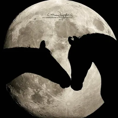 gohilwad_horse profile