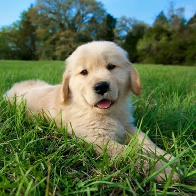 Daily Puppy Pictures profile