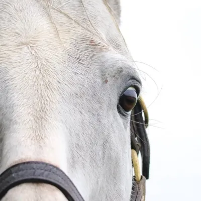 Padomi profile