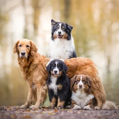 🐾Georgie & Fynn & Mia & Malou & Marley🐾 profile