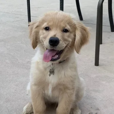 Rosie | The Golden Retriever profile