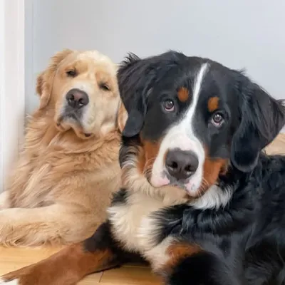 Boomer the Golden and Hank the Berner profile