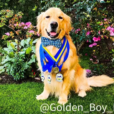 Fletcher the Catcher💦 🏅CGC profile