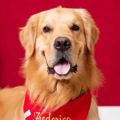Golden Frederico ๐ profile