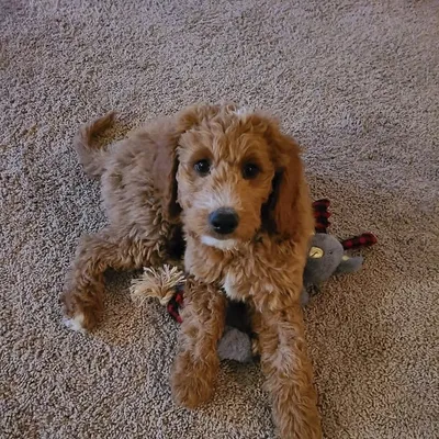 lunathedoodle profile