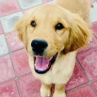 Golden puppies profile