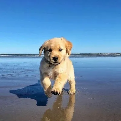 Golden Retrievers profile