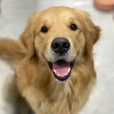 JOEY | Golden Retriever profile