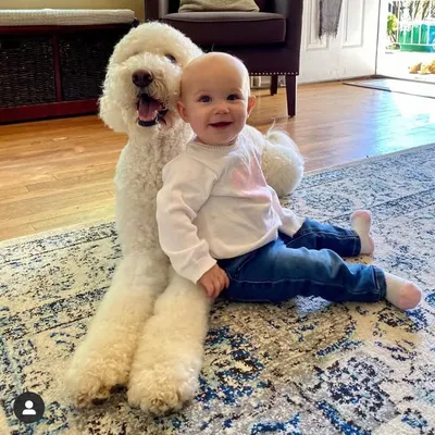 ๐พ Zoey the Goldendoodle ๐พ profile