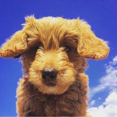 Golden Doodles Of Insta profile