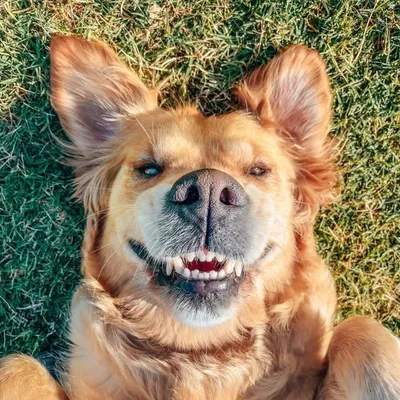 Ruby | Golden Retriever profile