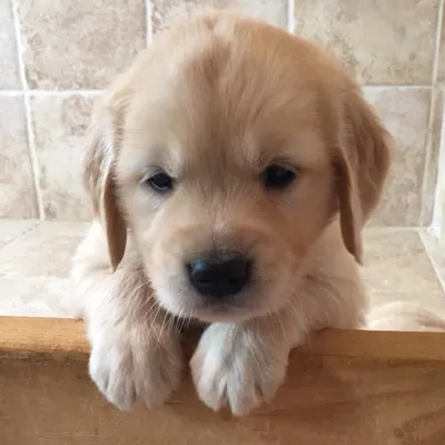 Joie (Joey) The golden girl profile