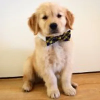 Louie | The Golden Retriever profile