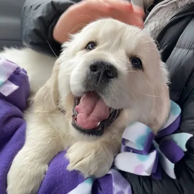 Millie the Golden Retriever profile