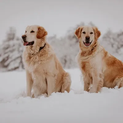 goldenretriever_lilly® profile