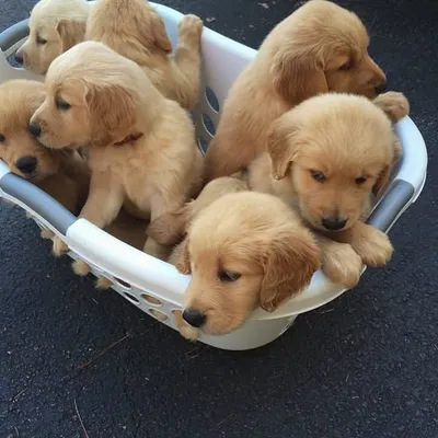 Golden Retrievers profile