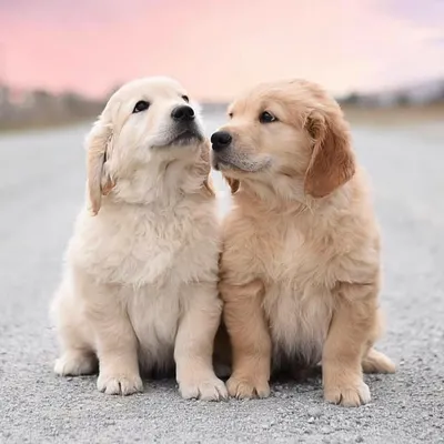 Goldenretrievers puppies profile