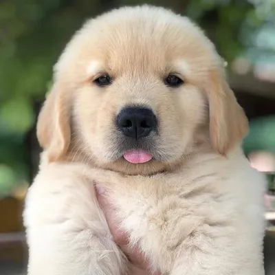 Dogs | Pets | Puppies profile