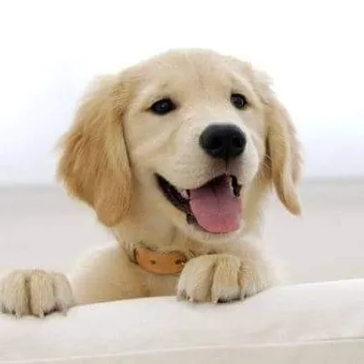 Golden Retrievers profile