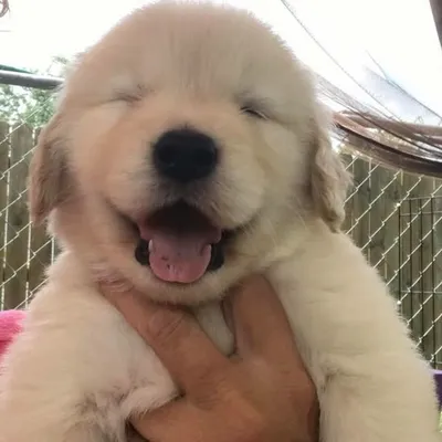 Golden Retriever profile