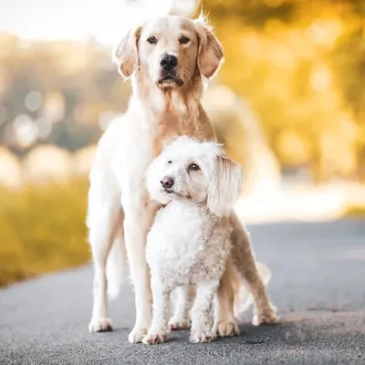 Nala, Assistenzhund Gürkchen & Laura 🦮🙋🏼♀️🐕 profile