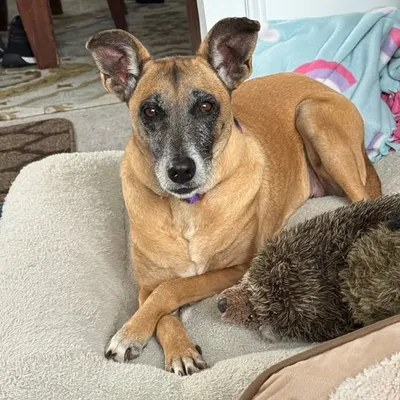 Goldie & Bear Senior Rescue 🐶 profile