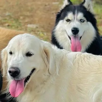 Angel & Aaira🐶 profile