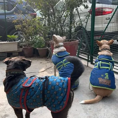 Golu,Jaadu & Crunchy 🐶🤪 profile