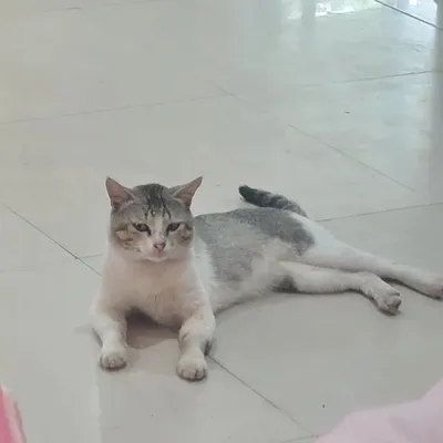 kumaaan profile