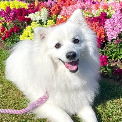 Kumo The Japanese Spitz profile