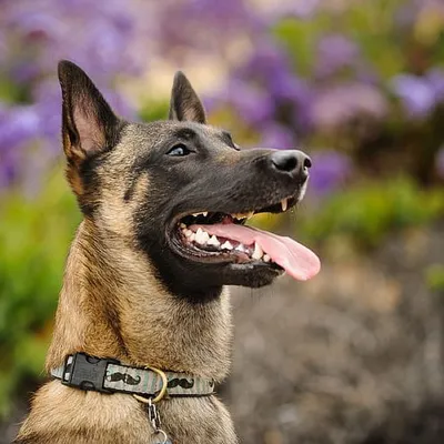 Love For Malinois profile