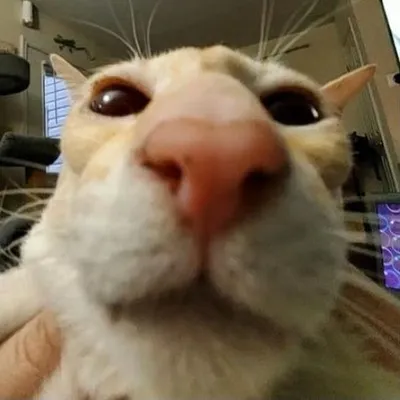 Cat Memes profile