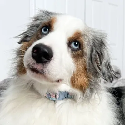 river the mini aussie ๐พ profile