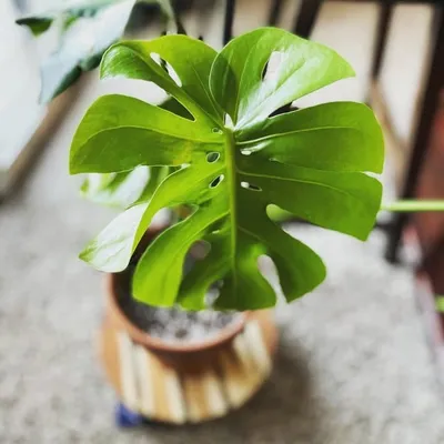 Plant Nerd profile