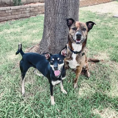 GORDO & OPIE profile
