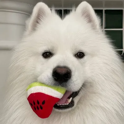 Gouda ๐ง profile