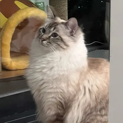 大艺术家 profile