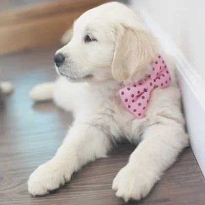 Gracie the Golden ๐ profile