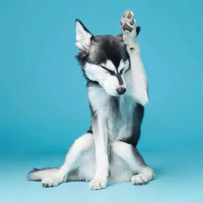 Cute | Funny | Pets profile
