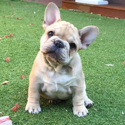 GrandÉlan French Bulldogs profile