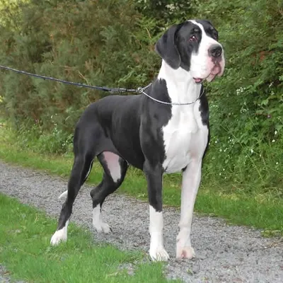 Great Dane Lovers profile