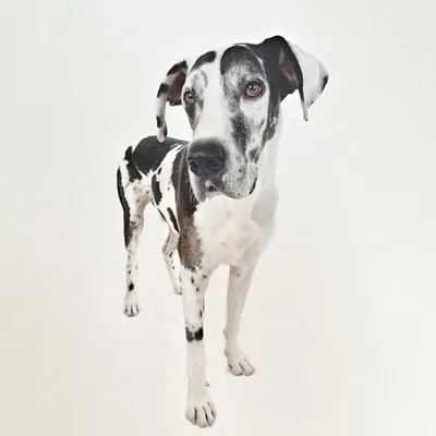 Great Danes Unleashed profile