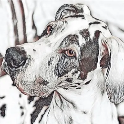 GREAT DANES Unlimited profile