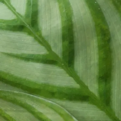 Green Beauty profile