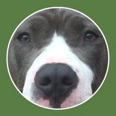 Green Butterfly All Natural Dog & Cat Treats - Made in USA🇺🇸 profile