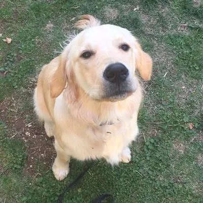 Ben the Golden Retriever profile