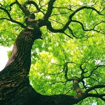 Green tree ☘ profile
