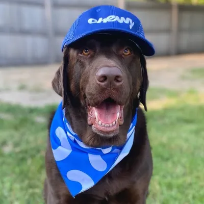 Gregarious Gus profile