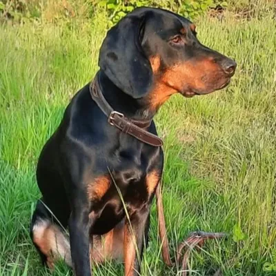 profile