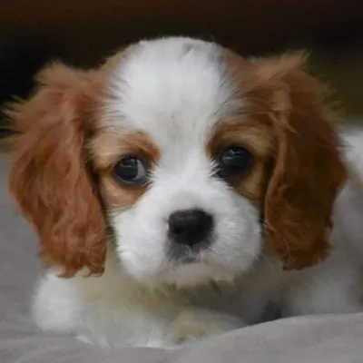 Greta the Cavalier ๐ถ profile